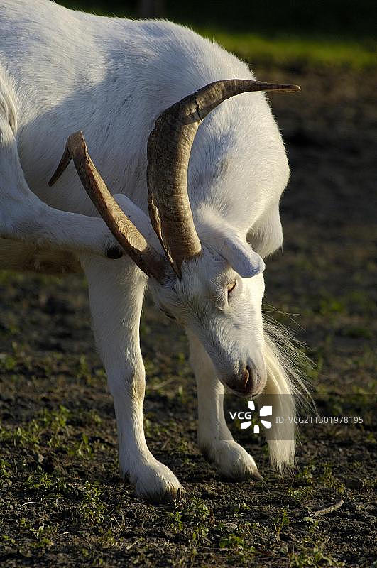萨能品种的比利山羊在挠痒，北蒂罗尔，奥地利，欧洲图片素材