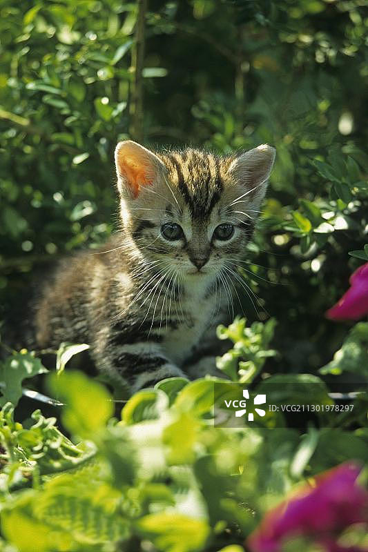 虎斑猫（家猫）图片素材