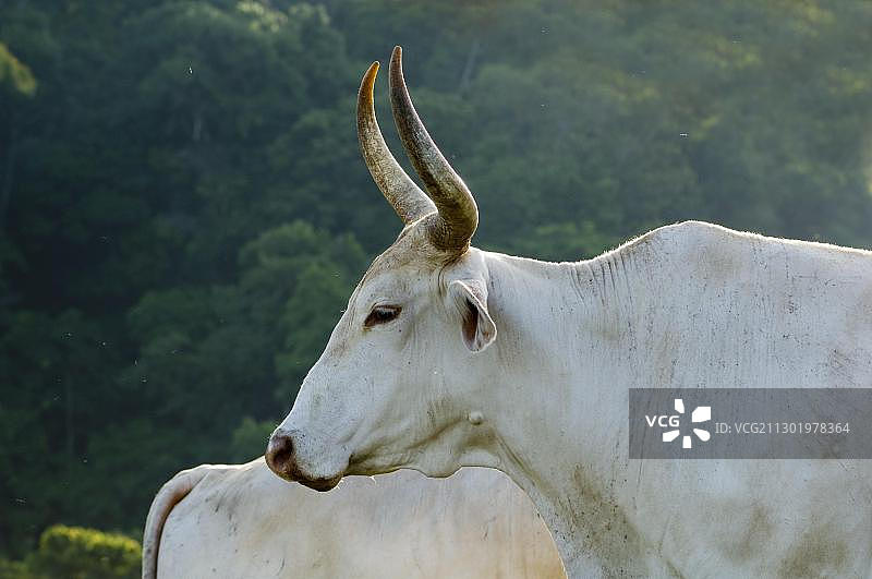 中南美洲哥斯达黎加的印度瘤牛逆光肖像图片素材