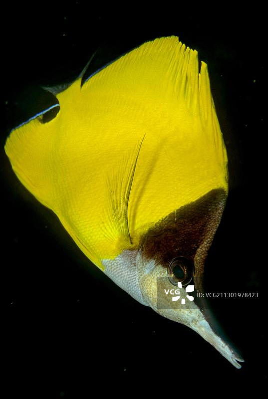 菲律宾亚洲长吻蝴蝶鱼图片素材