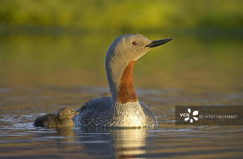 红喉潜鸟与幼鸟，晨光，冰岛，大西洋，欧洲图片素材