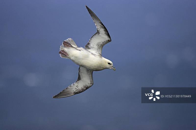 冰岛拉特拉比阿尔格的北极海燕飞行图图片素材