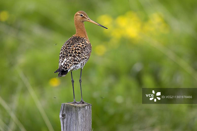 冰岛黑尾塍鹬图片素材