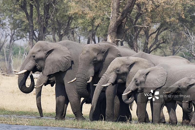 非洲灌木象群在博茨瓦纳莫雷米野生动物保护区饮水图片素材
