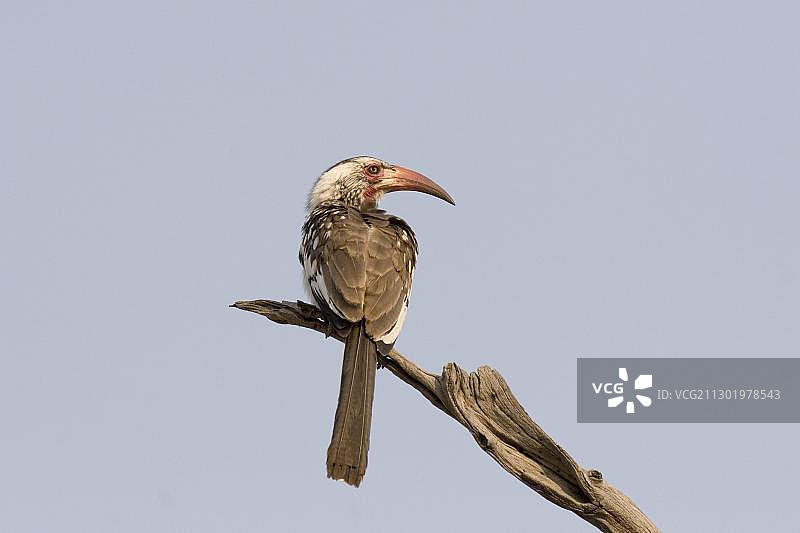 红嘴犀鸟栖息于树枝上，博茨瓦纳莫雷米野生动物保护区，非洲图片素材