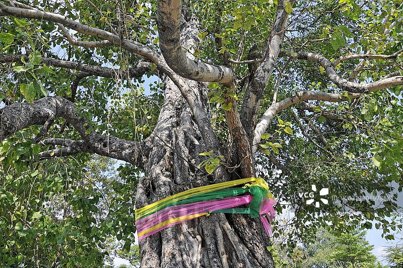 泰国曼谷郑王庙菩提树上的布条图片素材