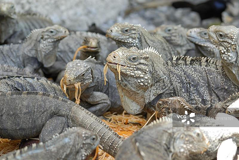 古巴凯奥里科岛上的鬣蜥图片素材