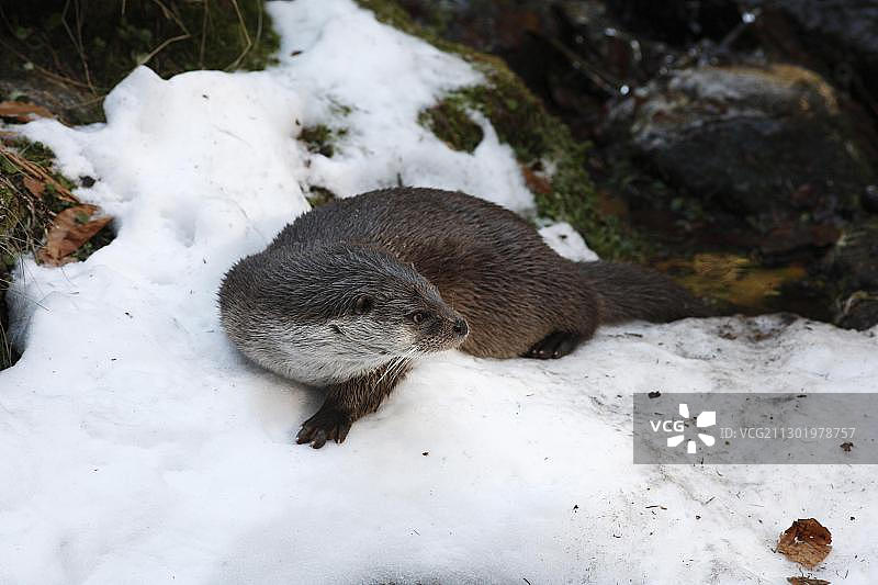 欧亚水獭，德国巴伐利亚森林图片素材