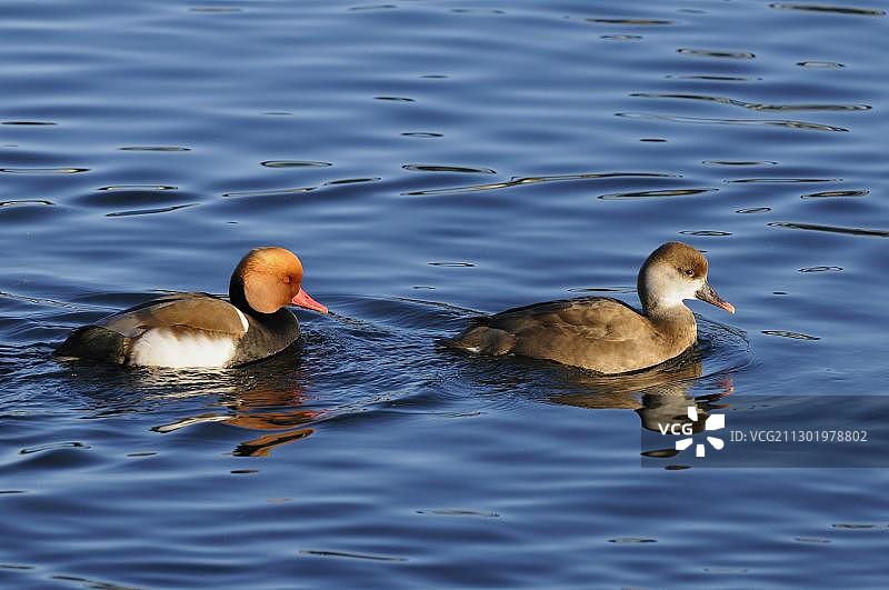 在瑞士楚格湖中游泳的两只红头潜鸭图片素材