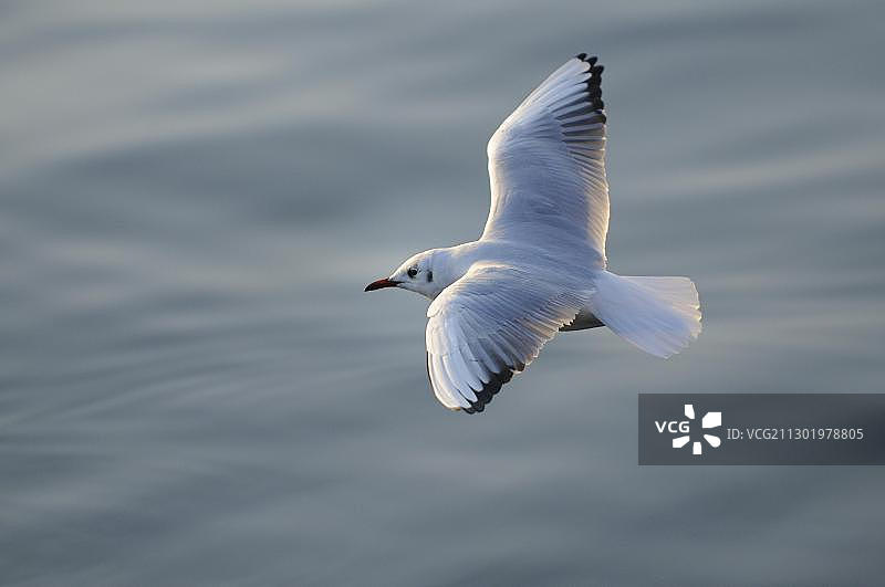 飞越瑞士楚格湖的黑头鸥图片素材