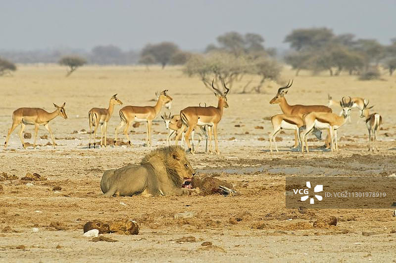 狮子与被捕杀的跳羚，博茨瓦纳马卡迪卡迪盐沼国家公园图片素材