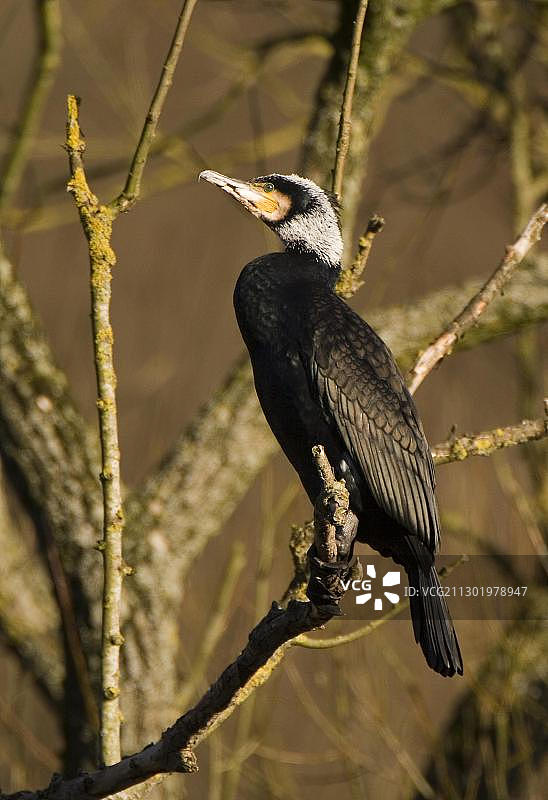 栖息在树枝上的普通鸬鹚图片素材
