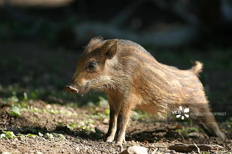 野猪崽（Sus scrofa）图片素材