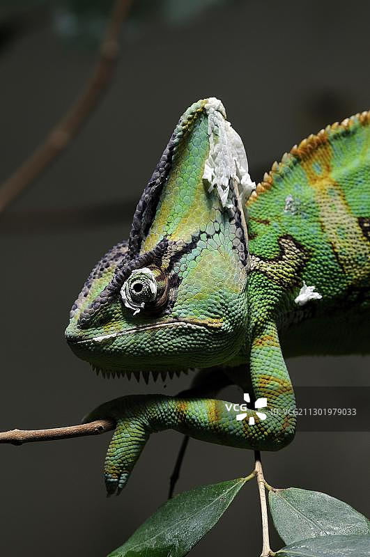 高冠变色龙图片素材