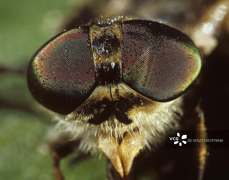 缺角虻或马蝇（雨血蝇），复眼图片素材