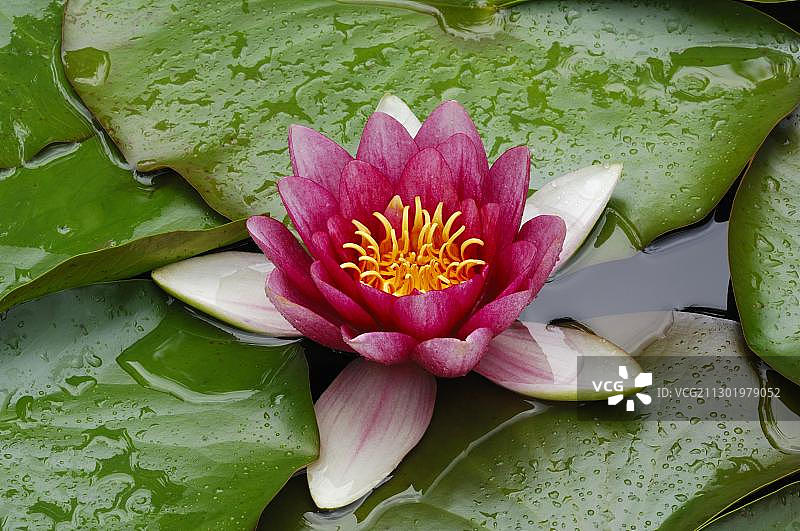 睡莲（杂交品种）图片素材