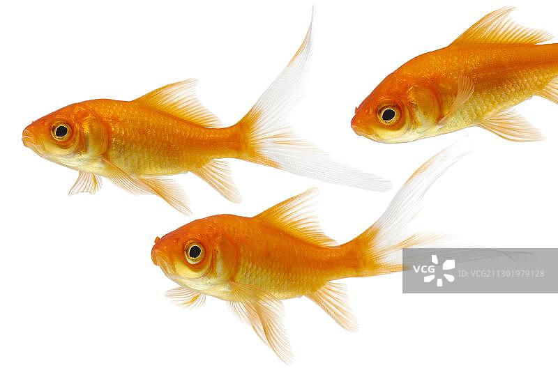 金鱼(Carassius auratus)图片素材