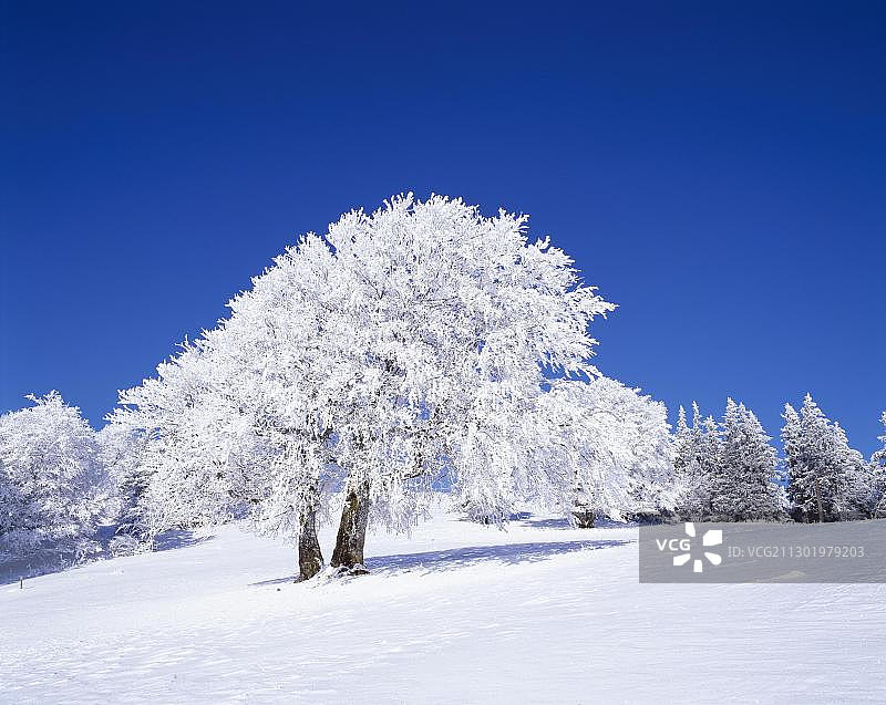 雪覆山毛榉树，德国黑森林南部绍因斯兰山图片素材