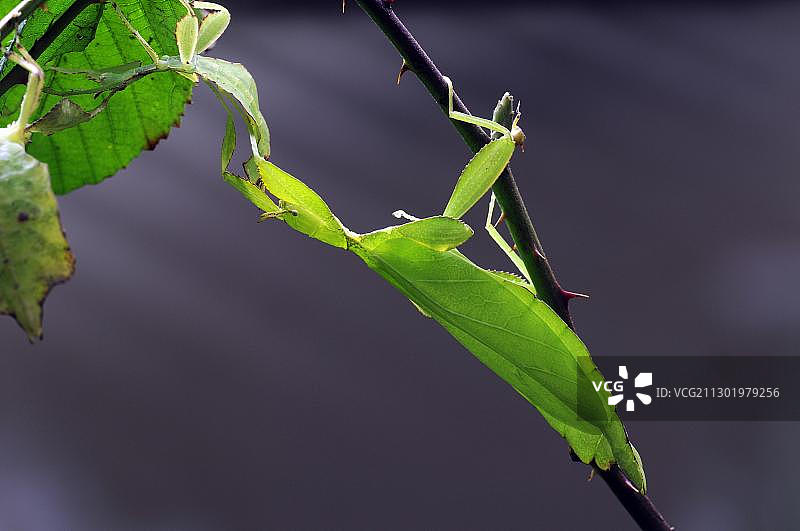叶子，可行走叶或叶虫（Phyllium tiaratum），非常罕见图片素材