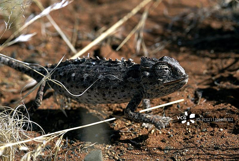 纳米比亚纳马夸变色龙图片素材