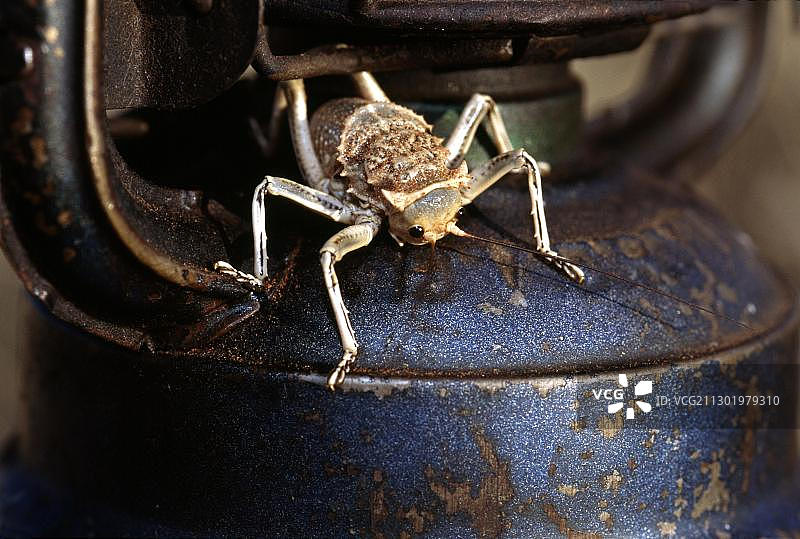 纳米比亚兰德自然保护区灯笼上的蝗虫图片素材