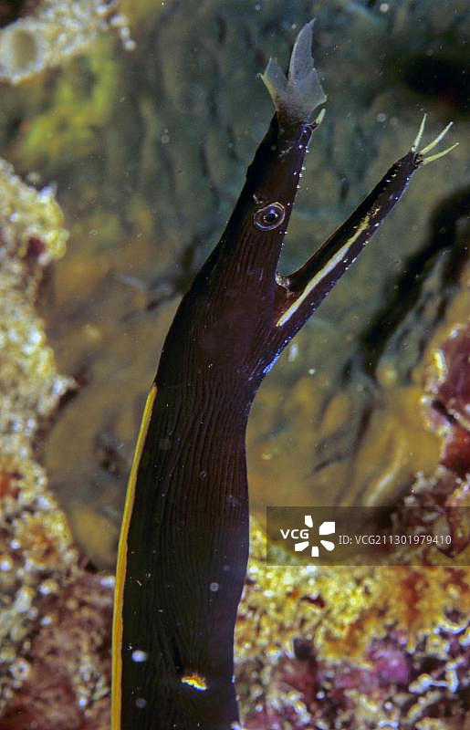 黑鳗鱼幼体，印度尼西亚，亚洲图片素材