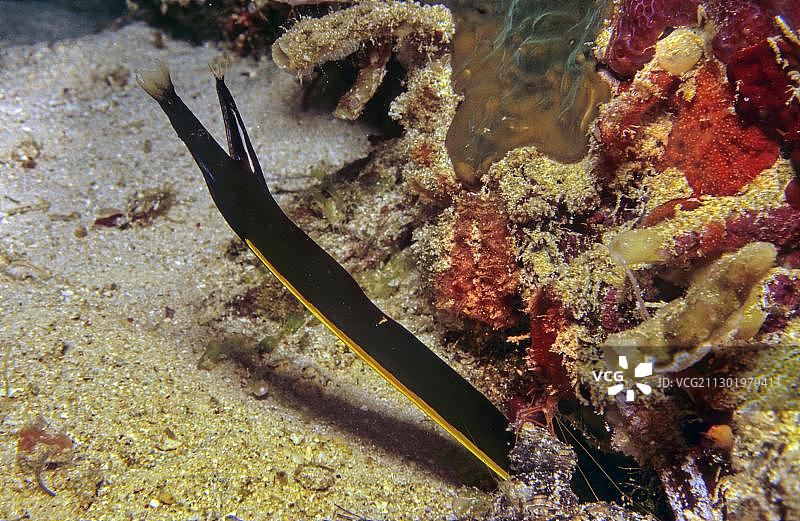 黑鳗鱼幼体，印度尼西亚，亚洲图片素材
