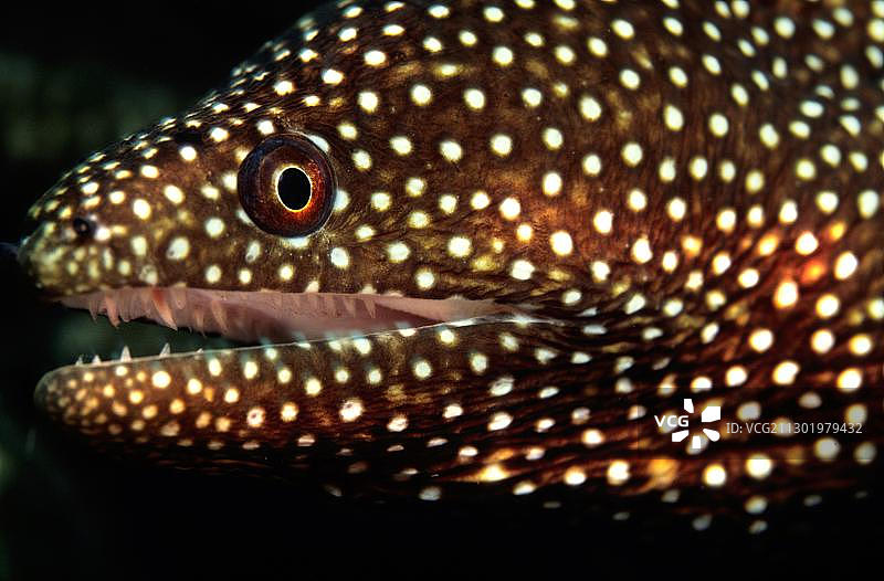 菲律宾亚洲的白口海鳝或斑点海鳝图片素材