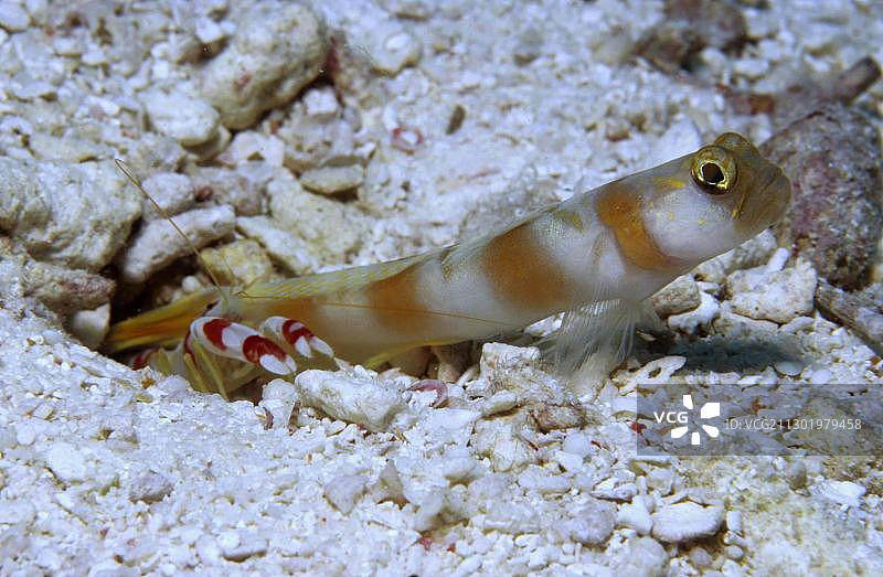 兰德尔手枪虾和芒格虾虎鱼，帕劳，太平洋，大洋洲图片素材