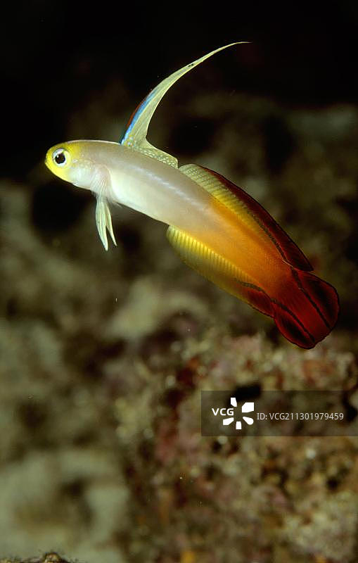 丝鳍火龙（Nemateleotris magnifica），菲律宾，亚洲图片素材