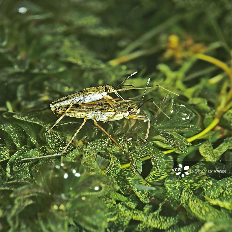德国欧洲水域中交配的水黾图片素材