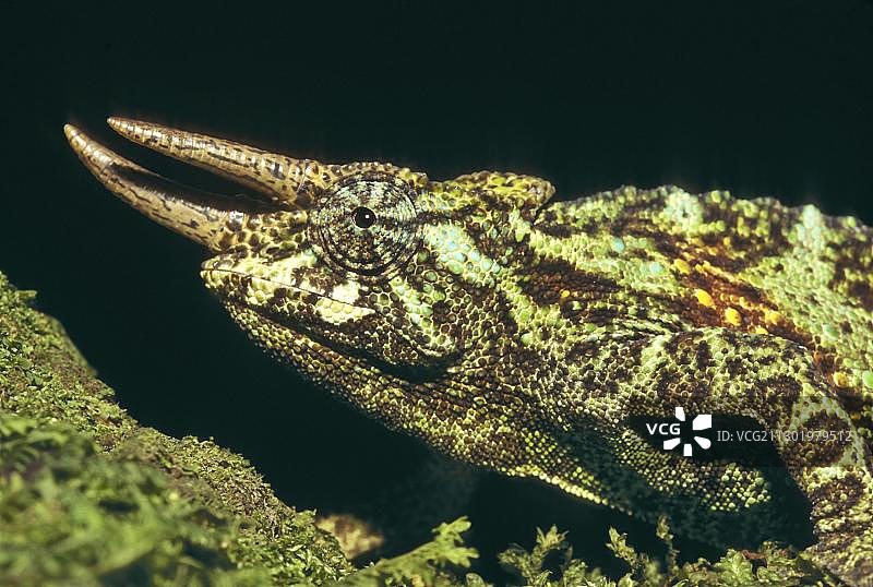 杰克逊变色龙（雄性）图片素材