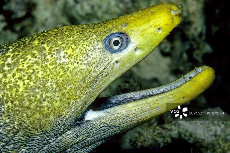 波纹裸胸鳝或豹纹裸胸鳝（Gymnothorax undulatus），红海图片素材