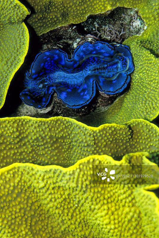 澳大利亚大砗磲图片素材