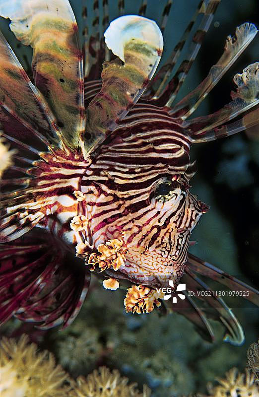 红狮子鱼，红海图片素材