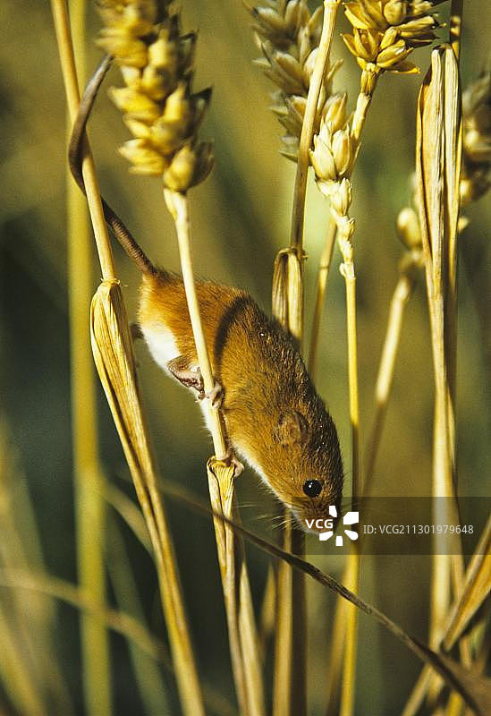 小家鼠，德国，欧洲图片素材