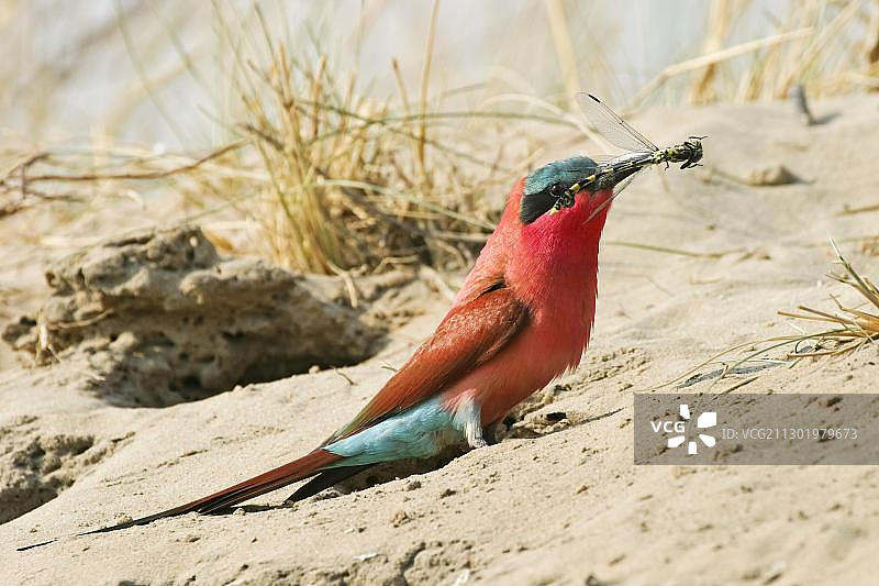 南部红蜂虎（Merops nubicoides）嘴里叼着蜻蜓，位于纳米比亚卡普里维，非洲图片素材