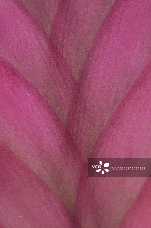 蓝色花朵火炬凤梨的细节图片素材