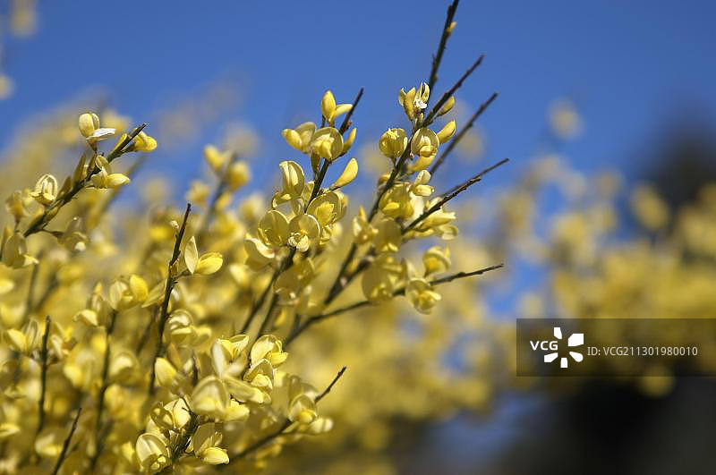 盛开的金雀花图片素材