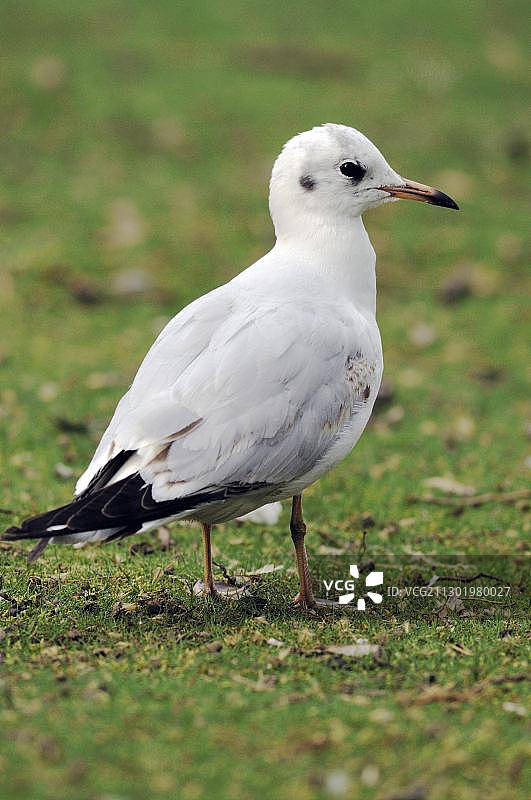 黑头鸥(Larus ridibundus)图片素材