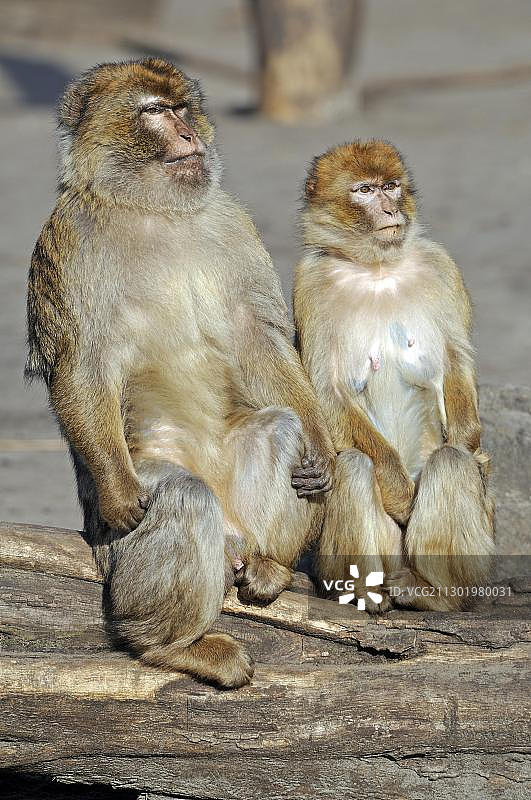 摩洛哥的猕猴图片素材