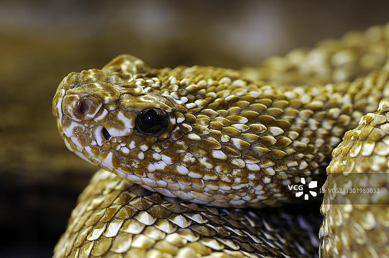 乌拉考拉特尔响尾蛇图片素材