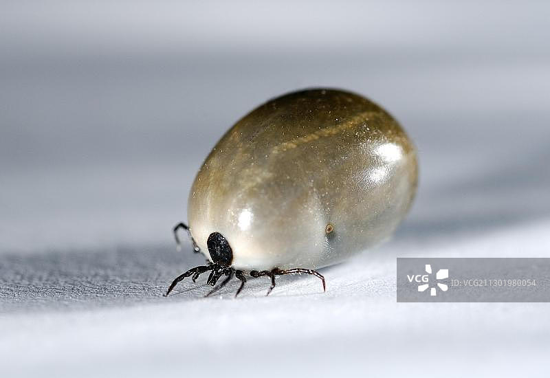 绵羊或蓖麻豆蜱（饱食状态特写）图片素材