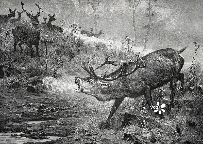 《Der Platzhirsch》：描绘鹿的木刻，出自1903年《大师木刻中的现代艺术》图片素材