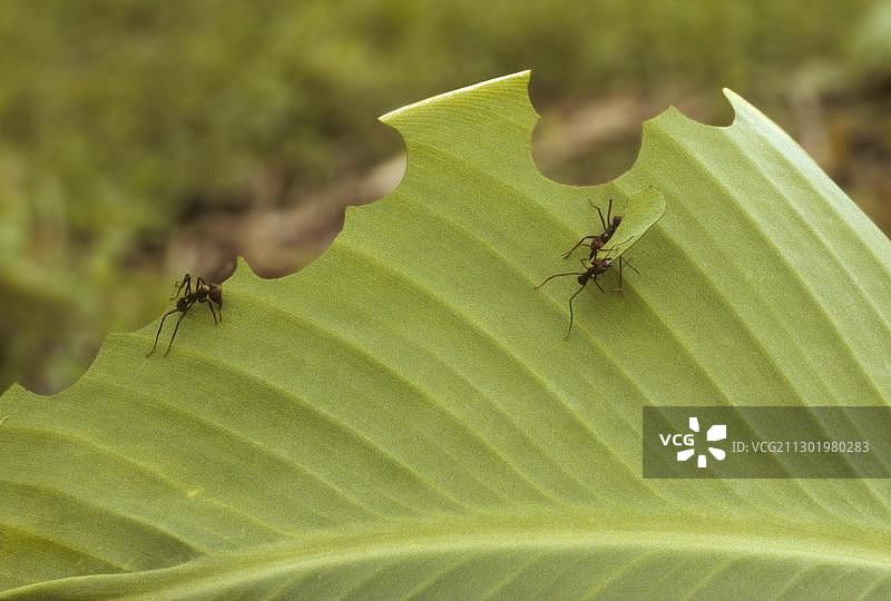 切叶蚁（Atta cephalotes）啃食树叶，伯利兹，中美洲图片素材