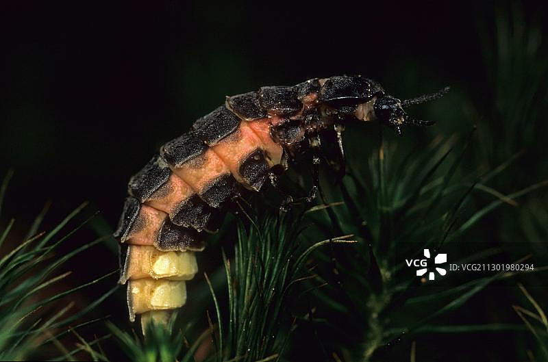 欧洲萤火虫（雌性）图片素材