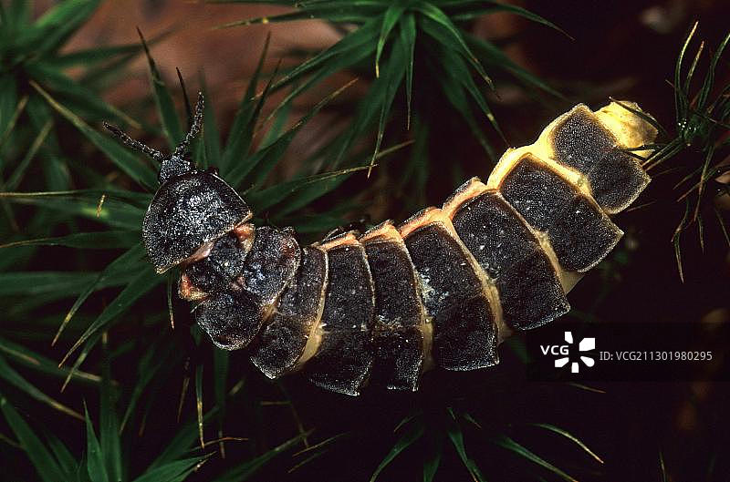 欧洲萤火虫（雌性）图片素材