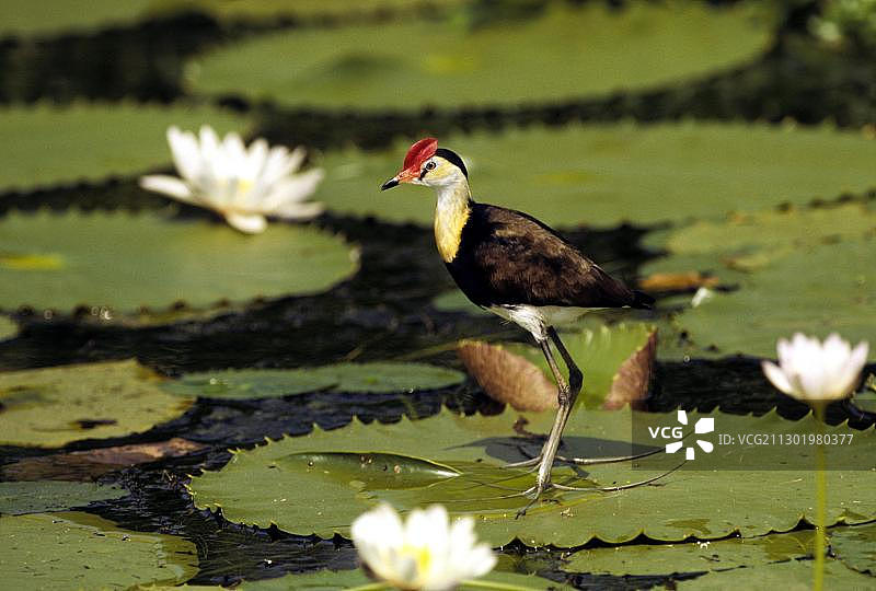 凤头水雉栖息在睡莲叶上，卡卡杜国家公园，澳大利亚北部地区，大洋洲图片素材