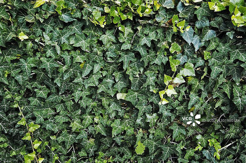 常春藤（Hedera helix）图片素材