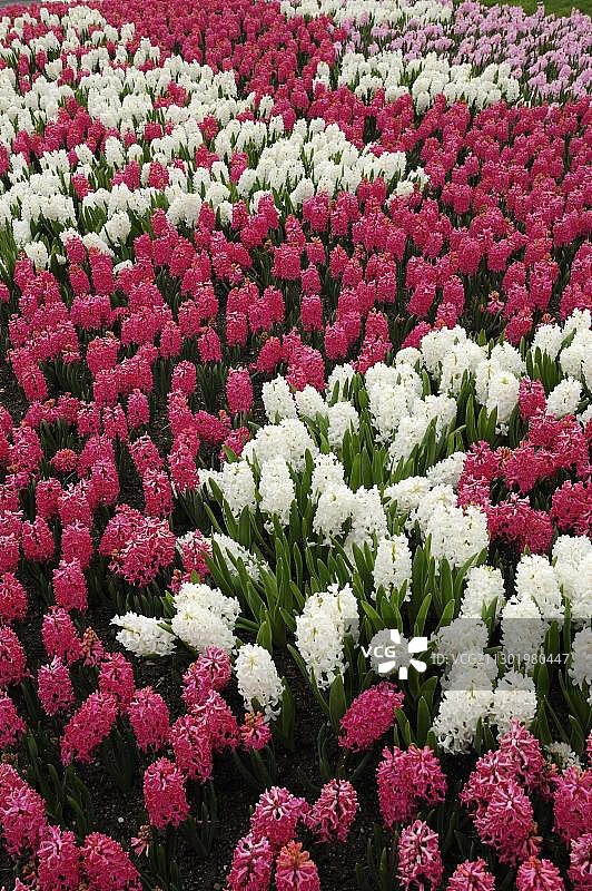 盛开的紫白色风信子图片素材